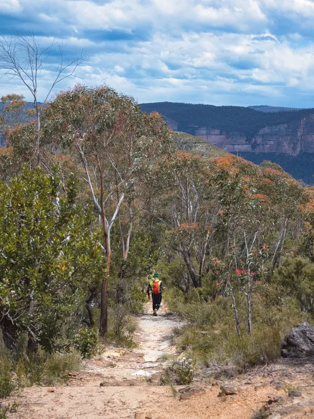 A hiker walking a bush trail through tall trees in the Blue Mountains