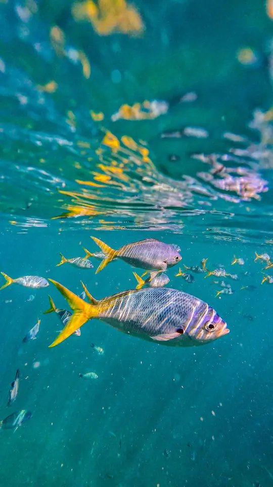 Bright yellow-striped tropical fish swimming over the reef
