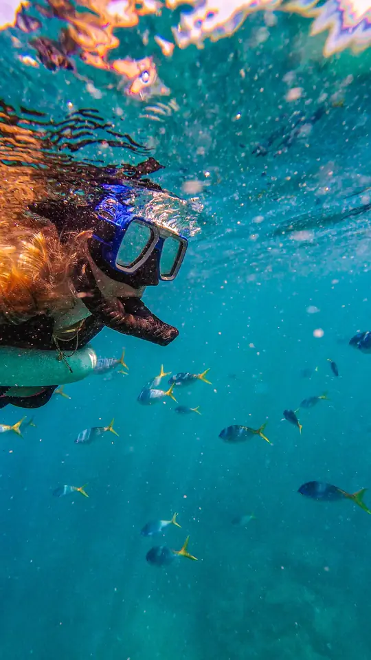A snorkeller swimming among bright fish in clear blue Australian water